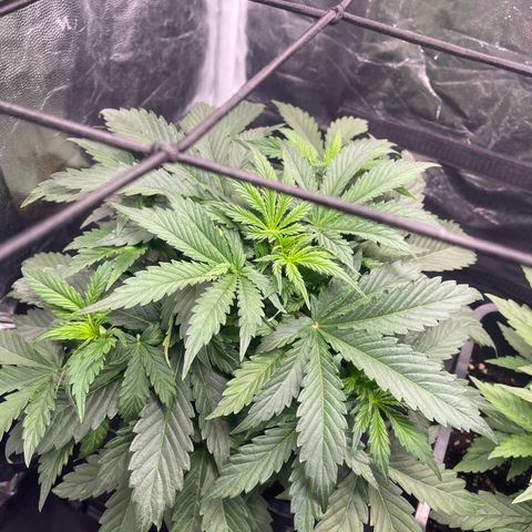 Skittles x tangi growlog timeline photo