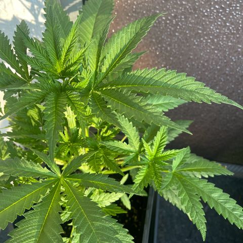 Eddy & Jeff growlog timeline photo