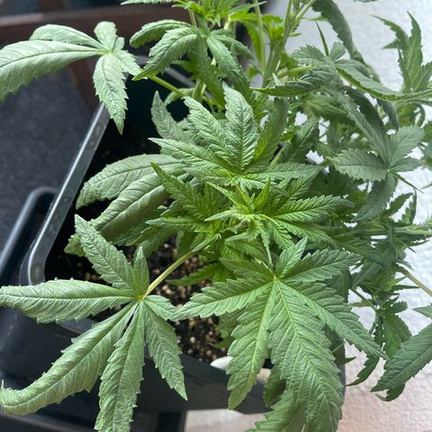 Eddy & Jeff growlog timeline photo