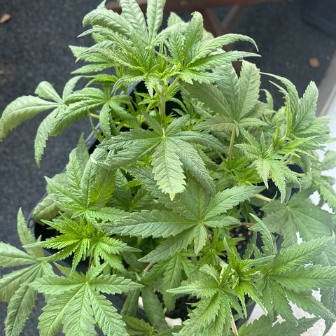 Eddy & Jeff growlog timeline photo
