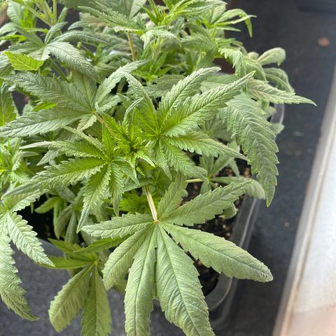 Eddy & Jeff growlog timeline photo