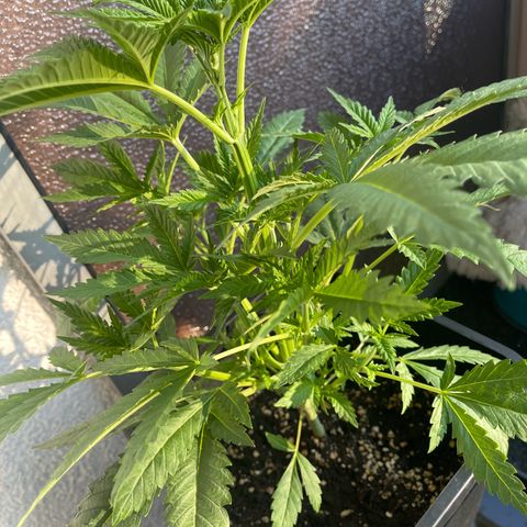 Eddy & Jeff growlog timeline photo