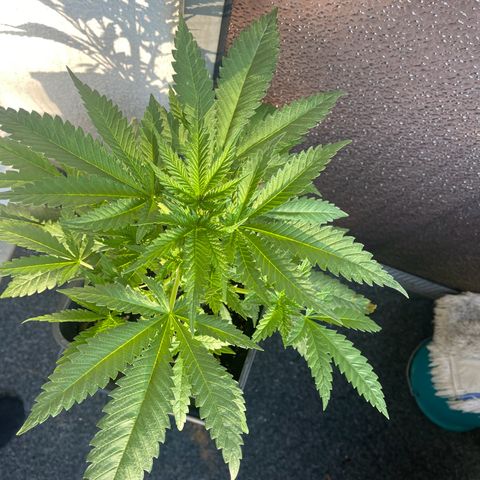 Eddy & Jeff growlog timeline photo