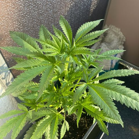 Eddy & Jeff growlog timeline photo