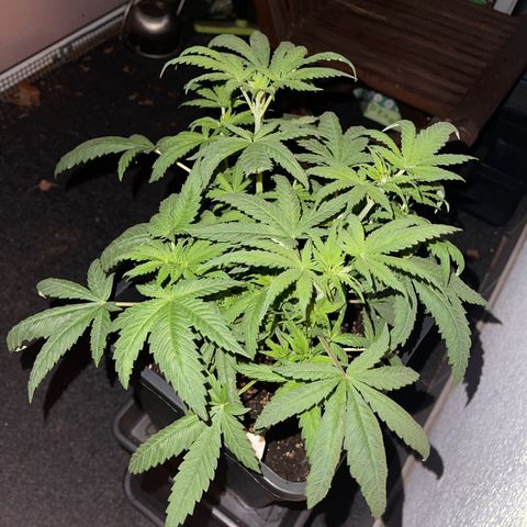 Eddy & Jeff growlog timeline photo