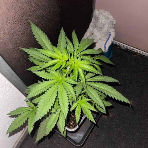 Eddy & Jeff growlog timeline photo