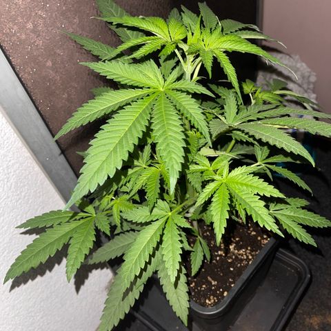 Eddy & Jeff growlog timeline photo