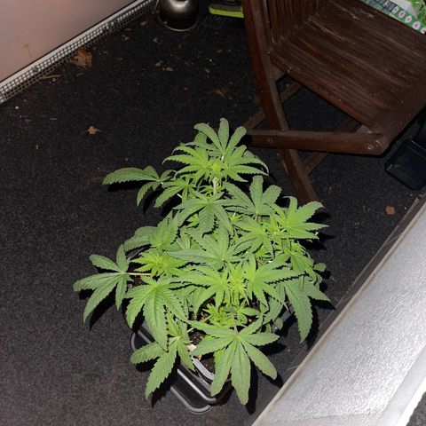 Eddy & Jeff growlog timeline photo