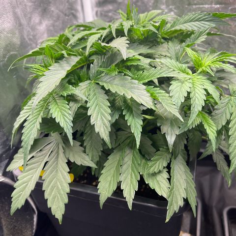 Skittles x tangi growlog timeline photo