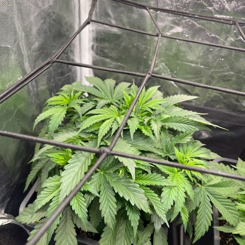 Skittles x tangi growlog timeline photo