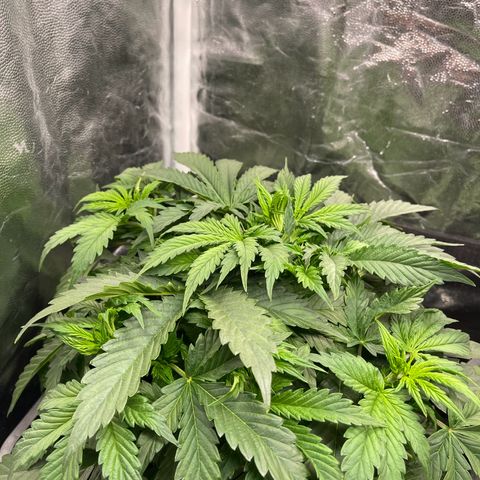 Skittles x tangi growlog timeline photo