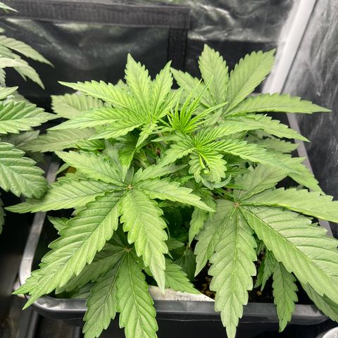,,Livia,, Wedding Cake Auto growlog timeline photo