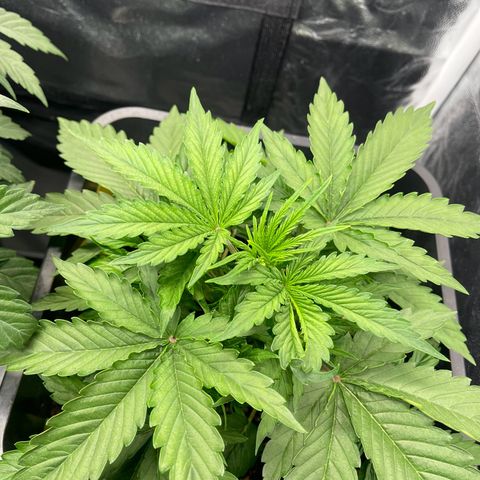 ,,Livia,, Wedding Cake Auto growlog timeline photo