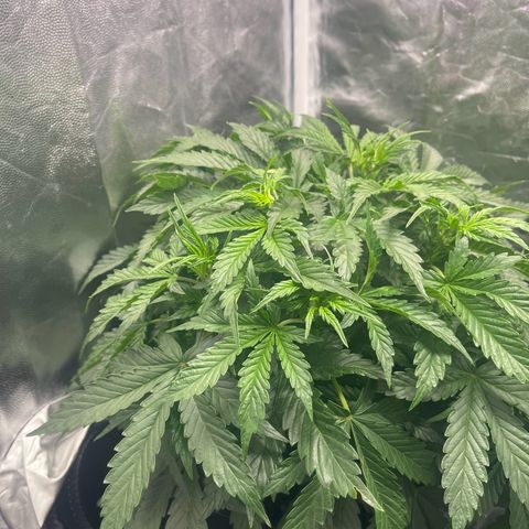 Skittles x tangi growlog timeline photo