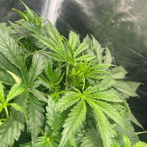 Skittles x tangi growlog timeline photo