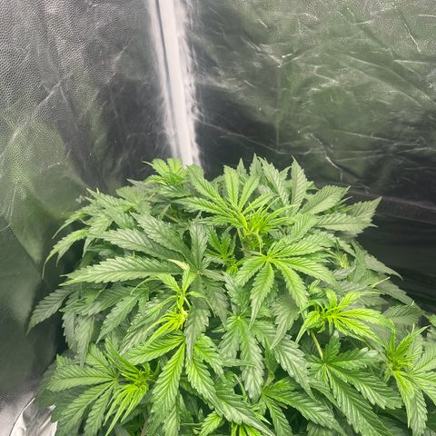Skittles x tangi growlog timeline photo