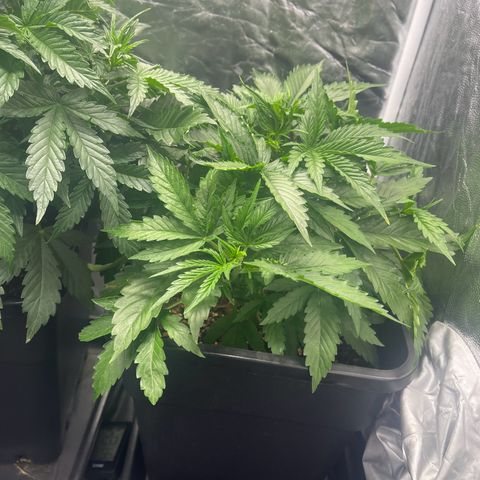 ,,Livia,, Wedding Cake Auto growlog timeline photo