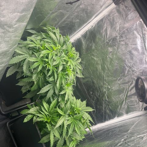 ,,Livia,, Wedding Cake Auto growlog timeline photo