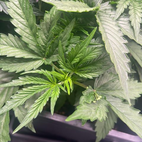 ,,Livia,, Wedding Cake Auto growlog timeline photo