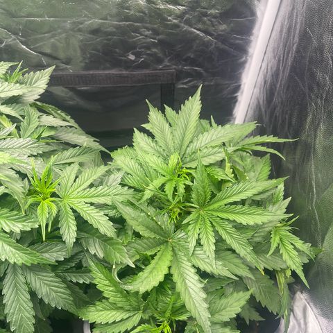 ,,Livia,, Wedding Cake Auto growlog timeline photo