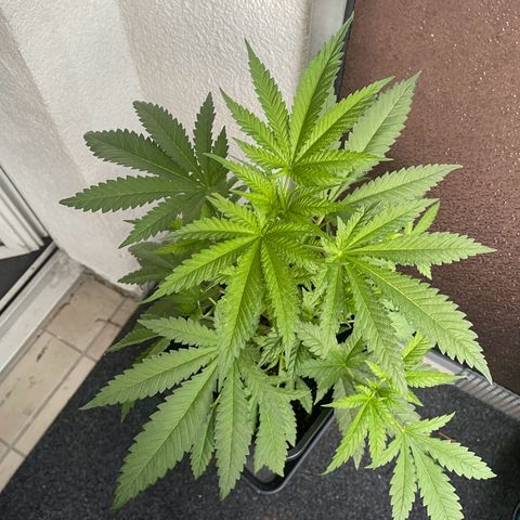 Eddy & Jeff growlog timeline photo