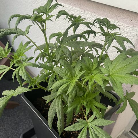Eddy & Jeff growlog timeline photo