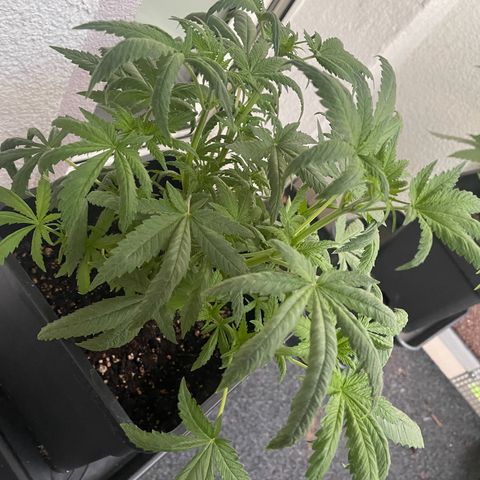 Eddy & Jeff growlog timeline photo