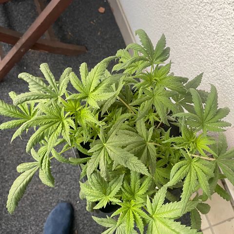 Eddy & Jeff growlog timeline photo
