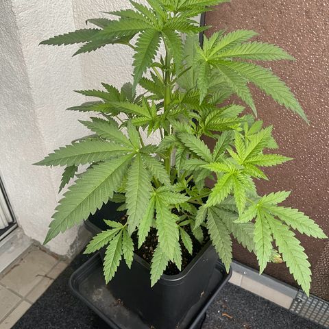 Eddy & Jeff growlog timeline photo