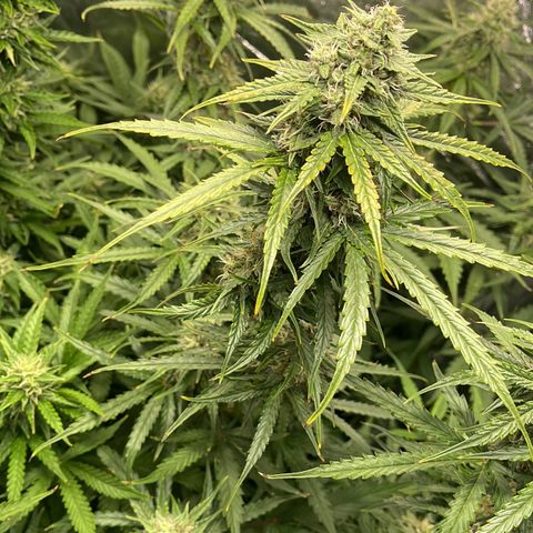 ,,Livia,, Wedding Cake Auto growlog timeline photo
