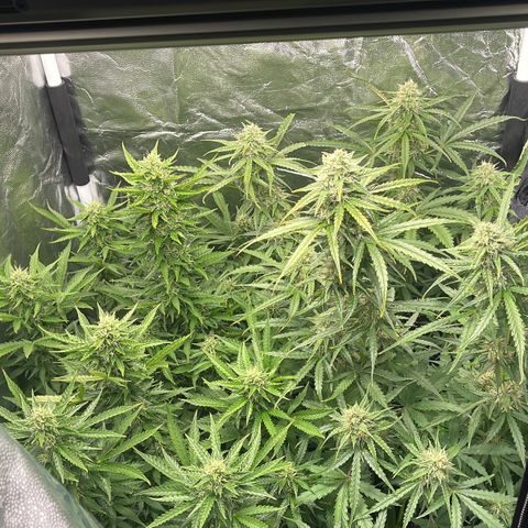 ,,Livia,, Wedding Cake Auto growlog timeline photo