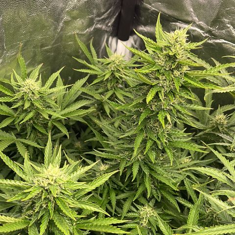 Skittles x tangi growlog timeline photo