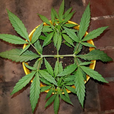 Genética desconocida growlog timeline photo