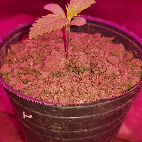 Genética desconocida growlog timeline photo