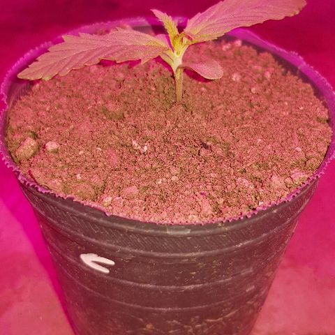 Genética desconocida growlog timeline photo