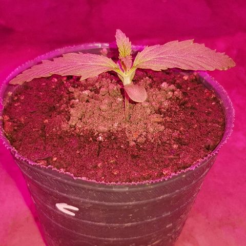 Genética desconocida growlog timeline photo
