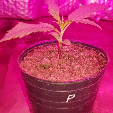 Genética desconocida growlog timeline photo