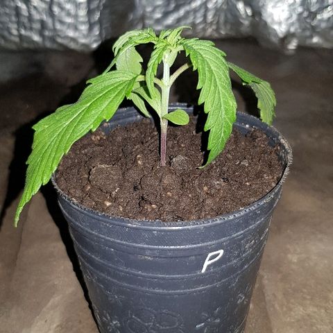 Genética desconocida growlog timeline photo