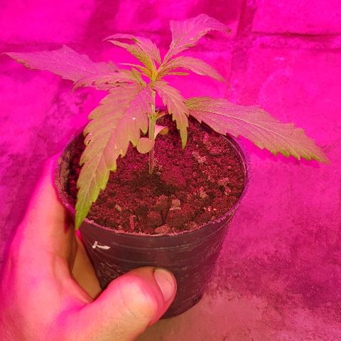 Genética desconocida growlog timeline photo