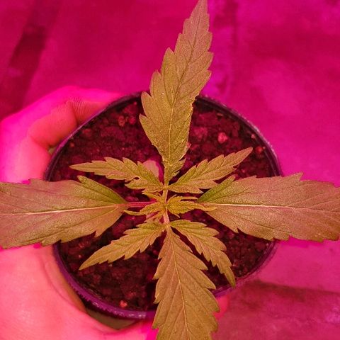 Genética desconocida growlog timeline photo