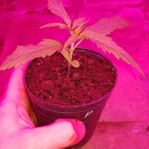 Genética desconocida growlog photo: Dia de transplante 