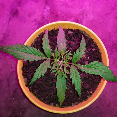 Genética desconocida growlog photo: Dia de transplante 