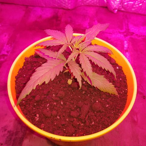 Genética desconocida growlog timeline photo