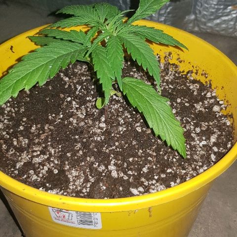 Genética desconocida growlog timeline photo
