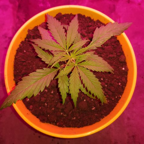 Genética desconocida growlog photo: Dia de poda! 
