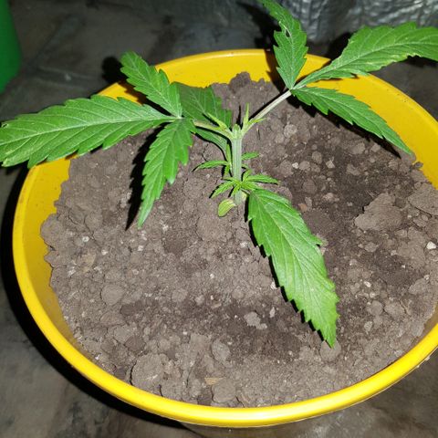 Genética desconocida growlog photo: Dia de poda! 