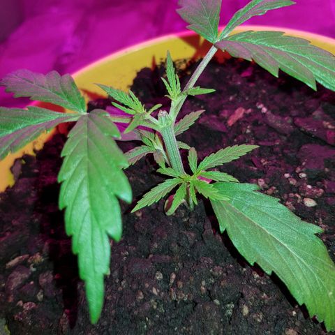 Genética desconocida growlog timeline photo