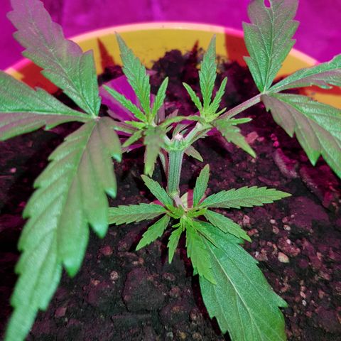 Genética desconocida growlog timeline photo