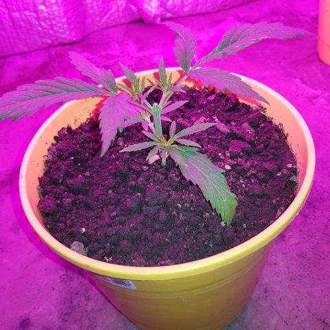 Genética desconocida growlog timeline photo