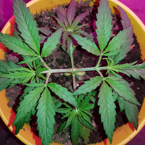 Genética desconocida growlog timeline photo